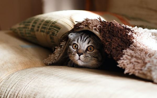 Японские ученые раскрыли необычные способности кошек